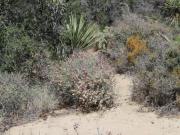 Joshua Tree & Hidden Valley (10).JPG
